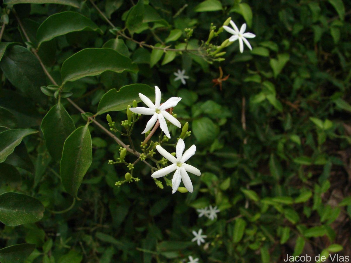 Jasminum auriculatum Vahl